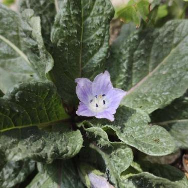 Imagem de Mandragora officinarum - Sementes - Genrico