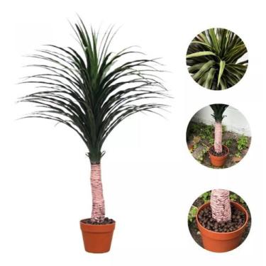Imagem de Planta Artificial Decorativa 114x70 - Plástico Siliconado - Vacheron