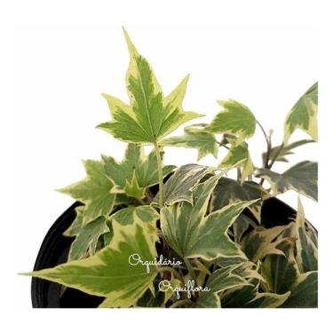 Imagem de Muda Hera Estrela Variegata Planta Natural Pendente. - Orquiflora