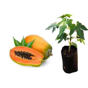 Imagem de Muda de Mamão Formosa 50 a 80cm AMK - Plantas Online - AMK Jardinagem 