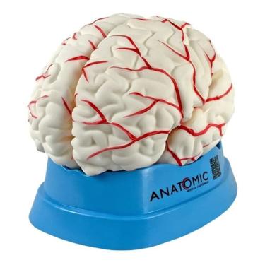 Imagem de Cerebro Anatomico 8 Partes Ampliado Com Artérias Em Resina