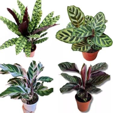 Imagem de Calatheas maranta combo white fusion , Riscada, Rezadeira, cascavel c/