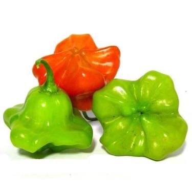 Imagem de Semente Hortaliça/Verdura/Especiaria monte seu kit personalizado - Alp