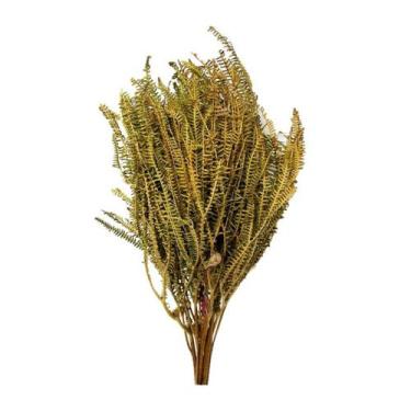 Imagem de uque Samambaia Crespa Desidratado - Inspira Flora, Natural