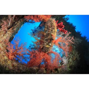 Imagem de Corais macios fundo de aquário grandes corais macios em terrário subaquático naufrágio pano de fundo estilo tropical corais coloridos fundo de aquário submarino papel de parede pôster decorações vinil