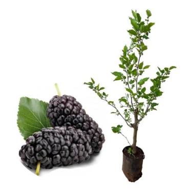 Imagem de Muda De Amora Italiana Gigante Já Produzindo + Adubo Grátis! - AMK - J