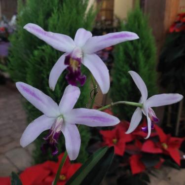 Imagem de Orquidea Cattleya Caulescens Hoffmannseggella Crispilabia