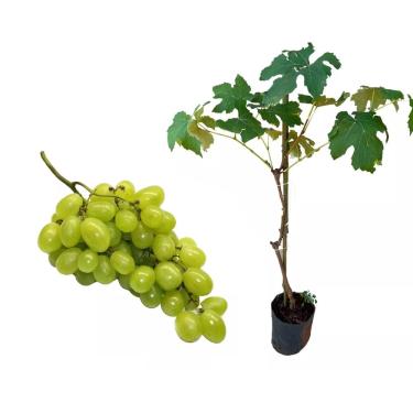 Imagem de Muda de Uva Thompson (Vitis vinifera) Altura de 50 a 80cm – variedade de uva sem sementes, ideal para consumo in natura, produção de vinhos, cultivo em parreirais, estufas, quintais, produtiva