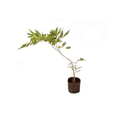 Imagem de Muda de Acacia Imperial altura 0,40 cm a 0,80 cm - Plantas