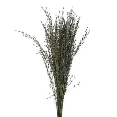 Imagem de Capim Arroz do Serrado Desidratado - Tem Flores