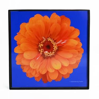 Imagem de Moving Truths Impressão floral – 4x4 flor única em fundo azul em moldura preta contemporânea com capa de vidro | Decoração de arte floral pequena para parede e mesa (zircônia laranja)