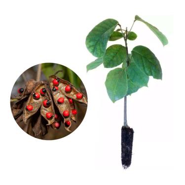 Imagem de AMK Jardinagem e Paisagismo, Muda de Olho De Cabra 20 a 40cm AMK - Plantas Online