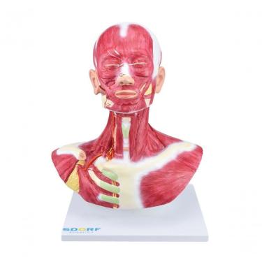 Imagem de Cabeça e Pescoço com Musculatura Superficial