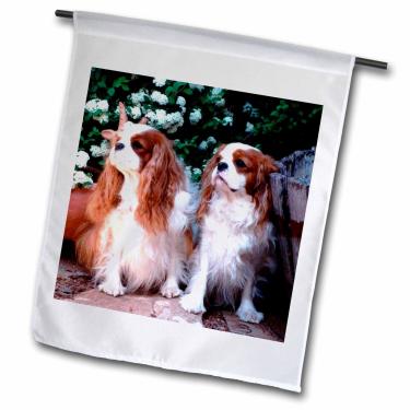 Imagem de 3dRose fl_1172_1 Bandeira de jardim Two Blenheim Cavalier King Spaniel, 30,5 x 45,7 cm