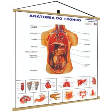 Imagem de Anatomia do Tronco Banner Poster Mapa Corpo Humano Anatomia Medicina