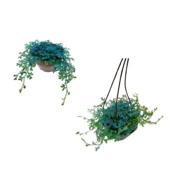 Imagem de Kit 2 Muda Samambaia Azul Selaginella Uncinata Planta Rara