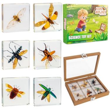 Imagem de Conjunto de amostras de insetos, coleção de insetos, presente de educação científica para crianças de 3 a 8 a 12 anos (broca de cabeça plana, besouro de veado, lanterna, besouro de chifre longo