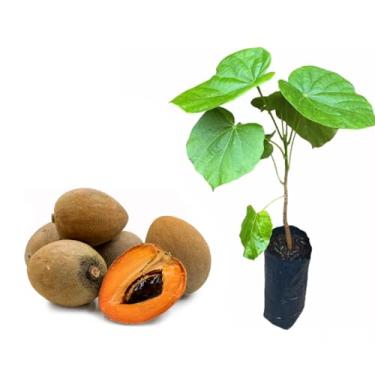 Imagem de AMK Jardinagem e Paisagismo, Muda de Sapoti 20 a 40cm AMK - Plantas Online