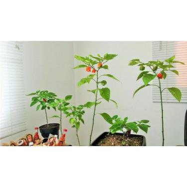 Imagem de Muda de Pimenta Carolina Reaper com Frutos **ATENÇÃO** Retirada no Loc
