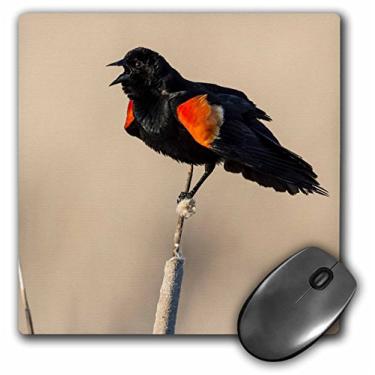Imagem de 3dRose Mouse pad LLC 20 x 20 x 0,65 cm, vermelho - melro alado (Agelaius Phoeniceus) exibindo suas dragonas vermelhas em um talo comum de gado (mp_54972_1)
