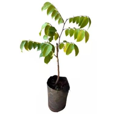 Imagem de Muda de Carambola Mel 20 a 40cm AMK - Plantas Online - AMK Jardinagem 