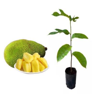 Imagem de Muda de Jaca Dura 20 a 40cm AMK - Plantas Online - AMK Jardinagem e Pa