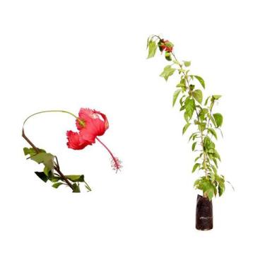 Imagem de Muda de Hibisco Vermelho 20 a 40cm AMK - Plantas Online - AMK Jardinag