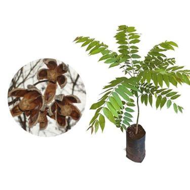 Imagem de Muda de Cedro Rosa 20 a 40cm AMK - Plantas Online - AMK Jardinagem e P