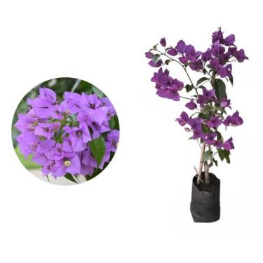 Imagem de kit 4 Mudas de Primavera Roxa 20 a 40cm AMK - Plantas Online - AMK Jar