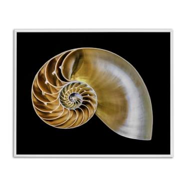 Imagem de Stupell Industries Concha de Nautilus Tan em arte giclée emoldurada em preto e branco, design de Mary Lou Johnson, 76 x 61 cm