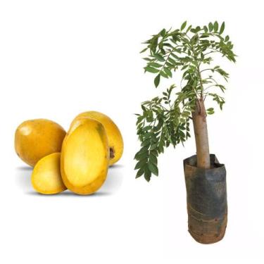 Imagem de Muda de Seriguela 20 a 40cm AMK - Plantas Online - AMK Jardinagem e Pa