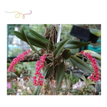 Imagem de Orquidea Rodriguezia Royal Haste Floral toquinho Cachepo - doce l@r