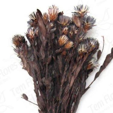 Imagem de Arapurama Desidratado Buque Flores Secas - Pense Flores, Lilás