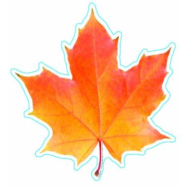 Imagem de Eureka Foto de uma folha de outono, recortes de papel de 12,7 cm, pacote com 36