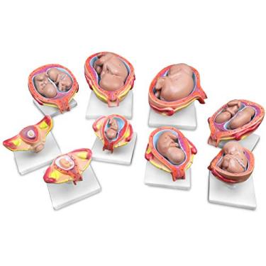 Imagem de Jackson Global Products Jackson Global Js00073 Modelo de Desenvolvimento Fetal | Conjunto de 8 Modelos, 14 Peças No Total | Principais Características Anatômicas Etiquetadas com Cartão-Chave de Acompa