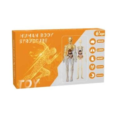 Imagem de Brinquedo Educacional De Ciência Para Crianças: Modelo De Torso Humano