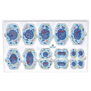 Imagem de Meiose em 10 Fases Anatomia Sdorf