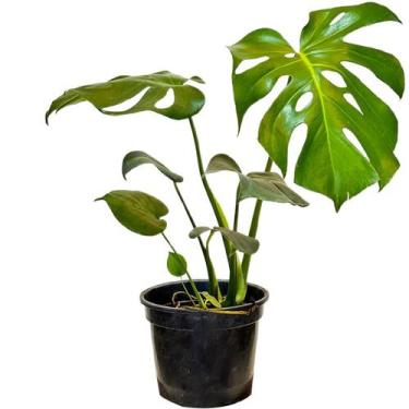 Imagem de Costela de Adão Muda Monstera Planta 50cm Decoração Interna - Pires e 