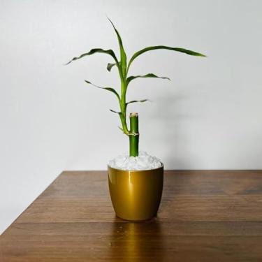 Imagem de Bamboo da Sorte com Vaso Decorativo Planta Feng Shui Prosperidade e Energia Positiva para Sala, Escritório Ideal para Moradores e Profissionais da Decoração Interior(1,Ouro)