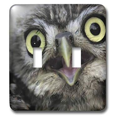 Imagem de 3dRose LLC lsp_9927_2 Little Owl, Athena Noctua, Aragon Espanha Europa Interruptor duplo