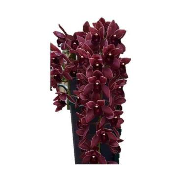 Imagem de Orquídea Cor Chocolate - Cymbidium Dorothy Stockstill - Orquivitro