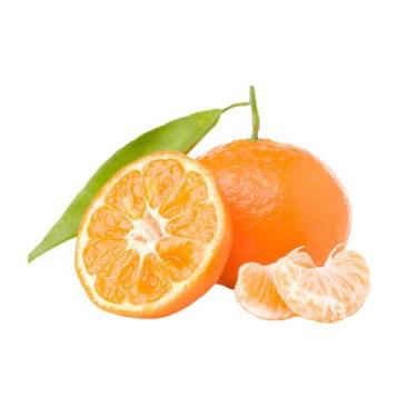 Imagem de Muda Frutífera de Tangerina Ortanique Enxertada - AgroJardim