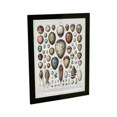 Imagem de Quadro Decorativo Ilustração Vintage Tipos De Ovos Biologia Medicina