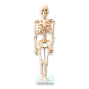 Imagem de Esqueleto de 85 cm - Anatomic TGD-0112