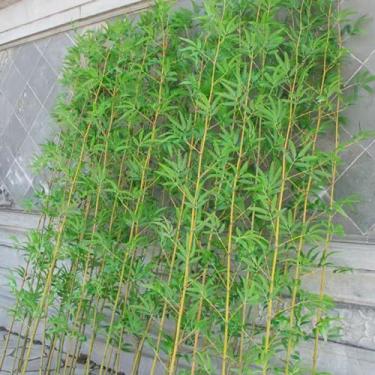 Imagem de Modelo de plantas artificiais realistas 10 20 30 40 50 60 70 80 90 100 peças, 1/1,2/1,5/1,8/2 m de altura com árvores artificiais falsas plantas/ornamentos tela divisória para sala de reuniões lobby