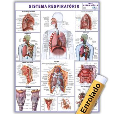 Imagem de Mapa Anatômico Enrolado Do Sistema Respiratório 120x90 Cm - Medicina -