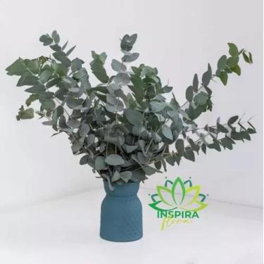 Imagem de Buquê Eucalipto De Flor De Corte Desidratada Seco Decoração - FLORA FU