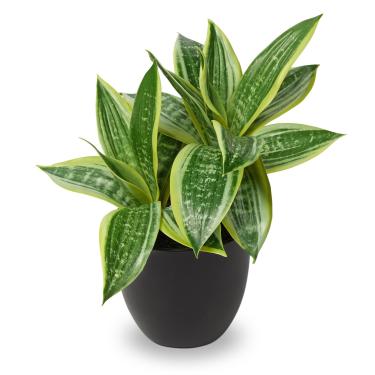 Imagem de DILATATA Planta de cobra falsa 28 cm pequeno vaso de boa sorte plantas de cobra artificial artificial língua sansevieria - 20 folhas falsas Laurentii para decoração interna e externa de escritório