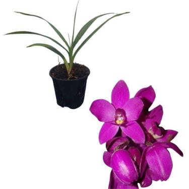 Imagem de Muda Orquídea Cheiro Uva Grapete Spathoglottis Unguiculata - Orquiflor