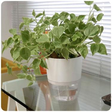 Imagem de Cachepot Acqua Autoirrigável 15 Cm Cor 66 - Verde Vintage